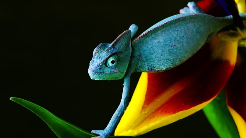 Blue chameleon on colorful flower