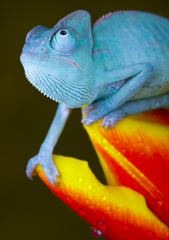 Blue chameleon on flower