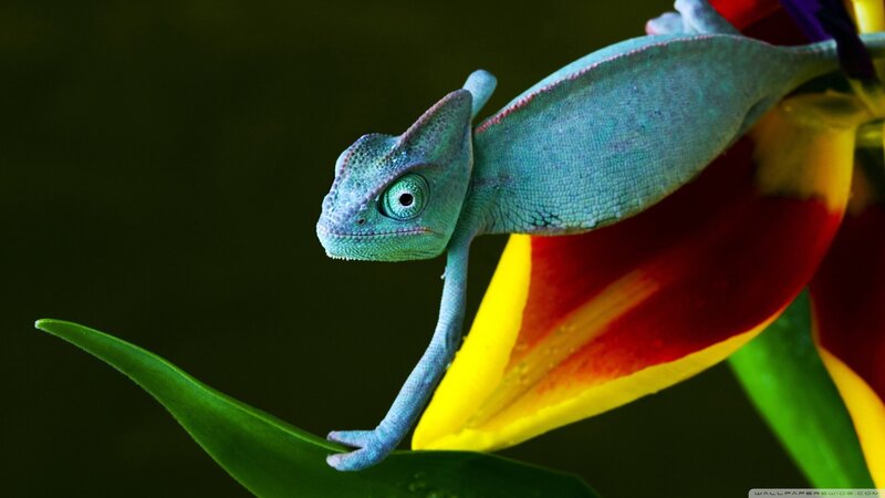 Blue Chameleon on Flower — Green, Natural