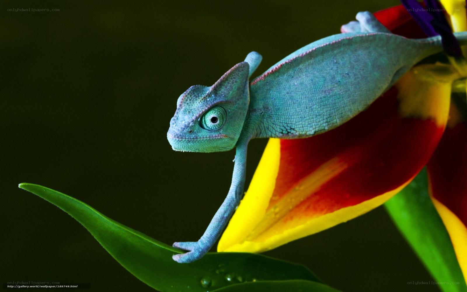 Blue chameleon on flower