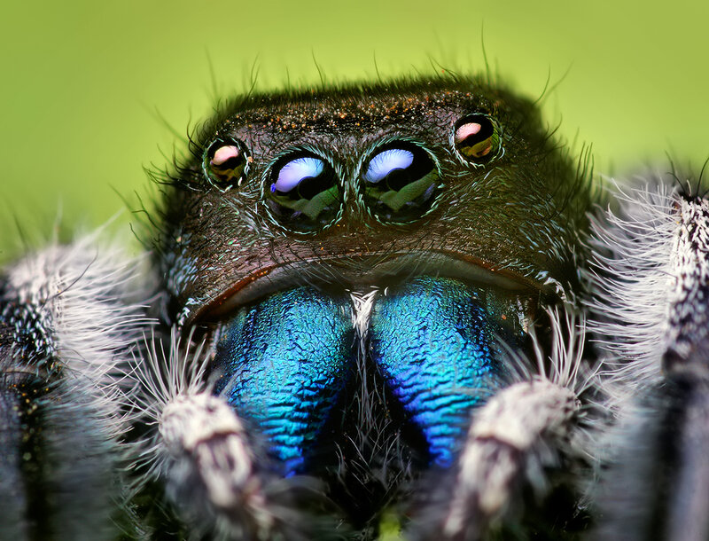 Blue Chelicerae Spider
