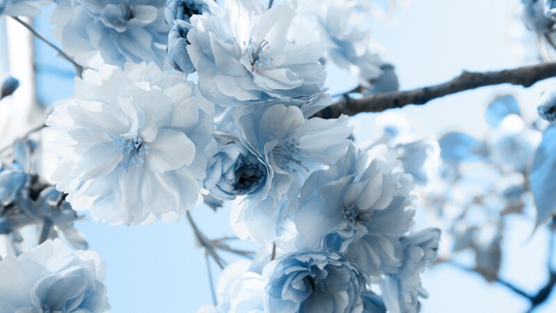 blue cherry blossoms in bloom