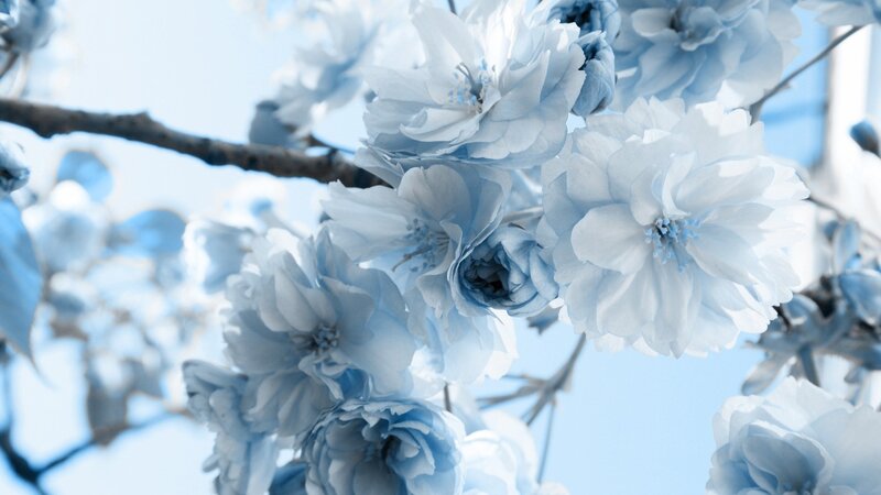 blue cherry blossoms in bloom