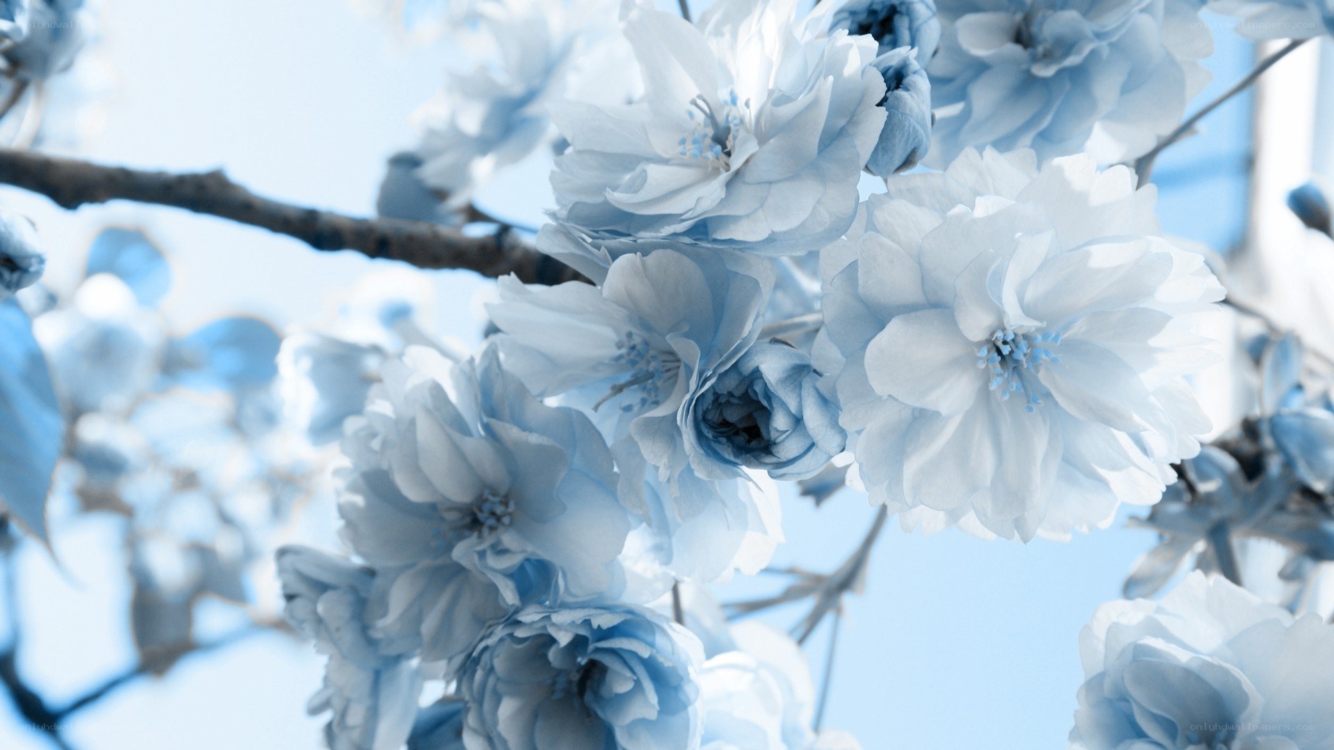 blue cherry blossoms in bloom