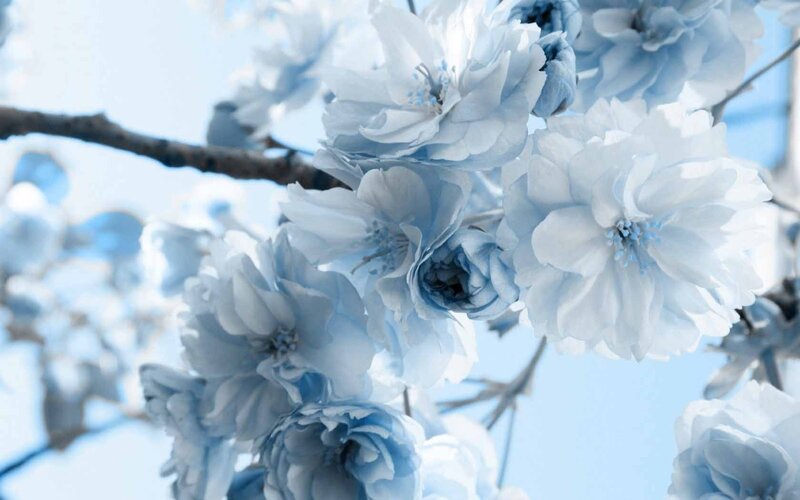 Blue Cherry Blossoms — Serene, Spring, Photograph, Branch, Sky