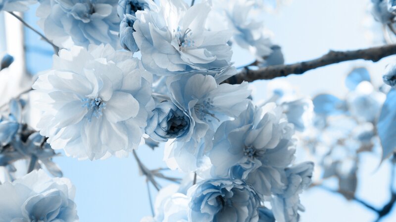 Blue Cherry Blossoms — Serene, Spring, Photograph, Flowers, Branches, Sky
