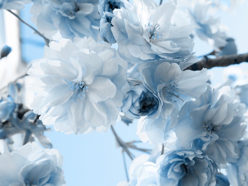 Blue Cherry Blossoms — Serene, Spring, Photograph, Flowers, Branches