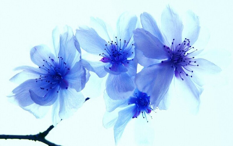 Blue Cherry Blossoms — Serene, Spring, Photograph, Flowers
