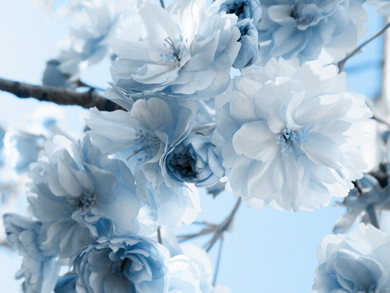 Blue Cherry Blossoms — Serene, Spring, Photograph