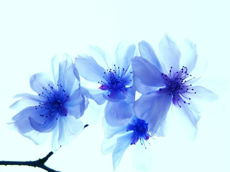 Blue Cherry Blossoms — Serene, Spring