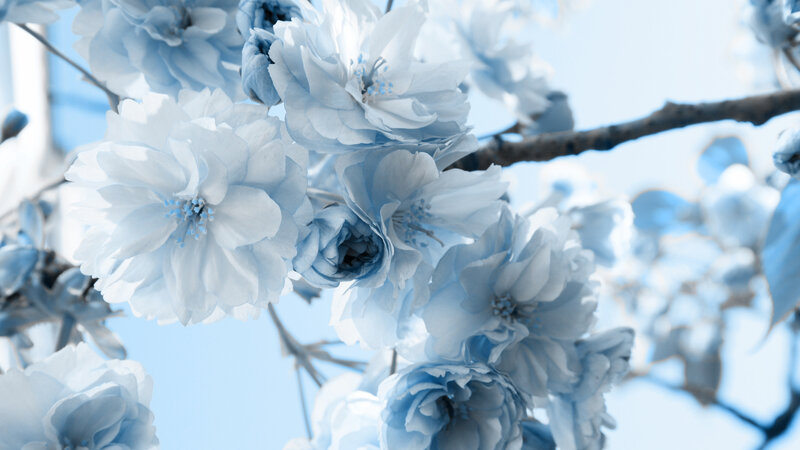Blue Cherry Blossoms — Serene