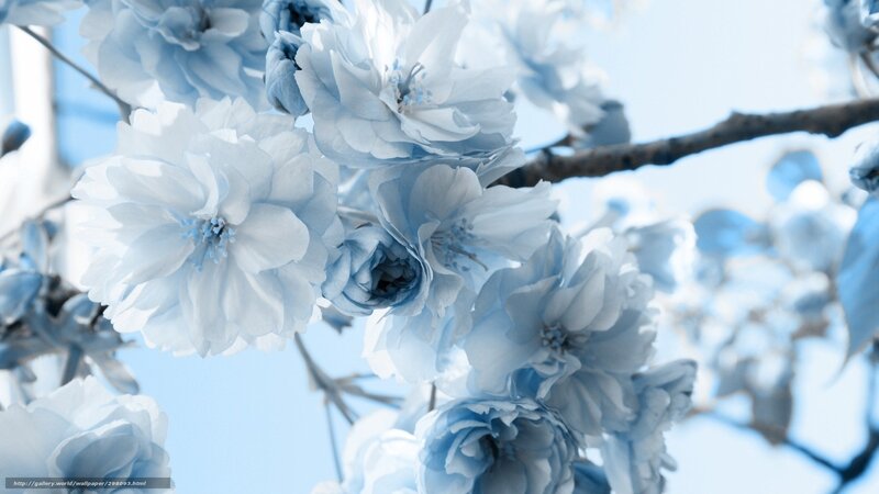 blue cherry blossoms