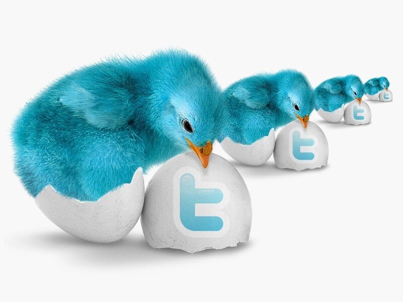 Blue Chicks Hatching