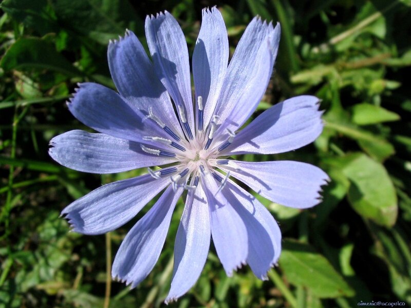 blue chicory flower