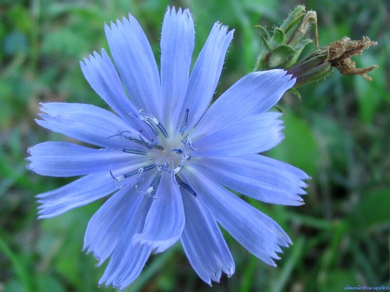 Blue Chicory Flower — Calm, Afternoon, Photograph