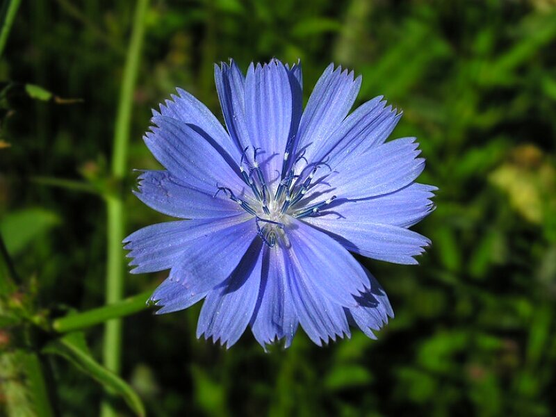 Blue Chicory Flower — Calm, Afternoon