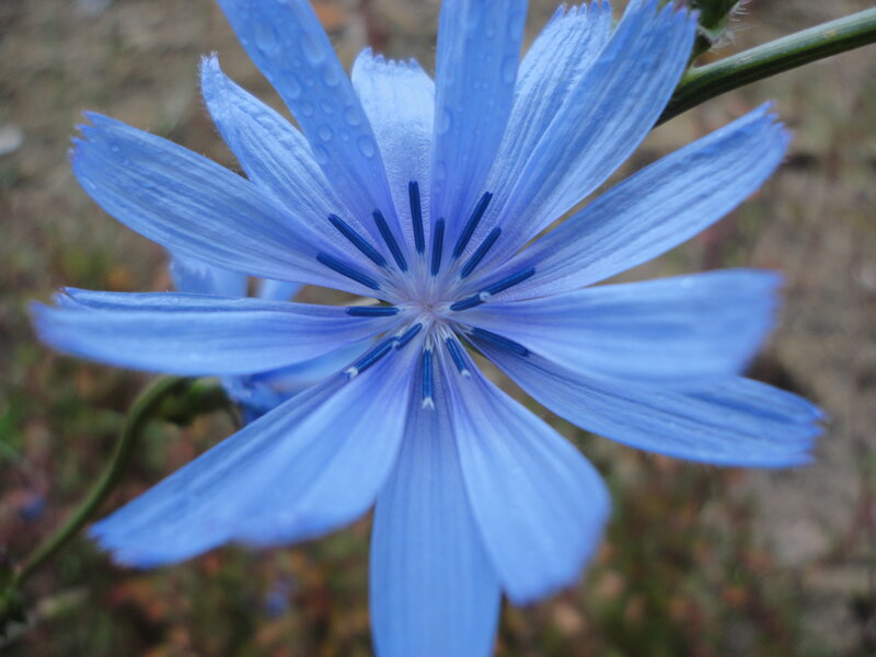 Blue Chicory Flower — Calm, Morning