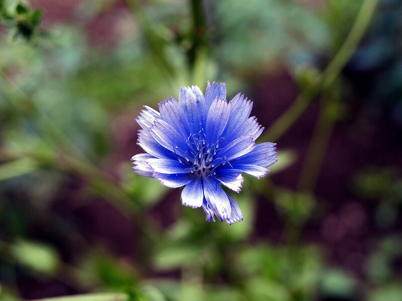Blue Chicory Flower — Calm, Photograph, Stem