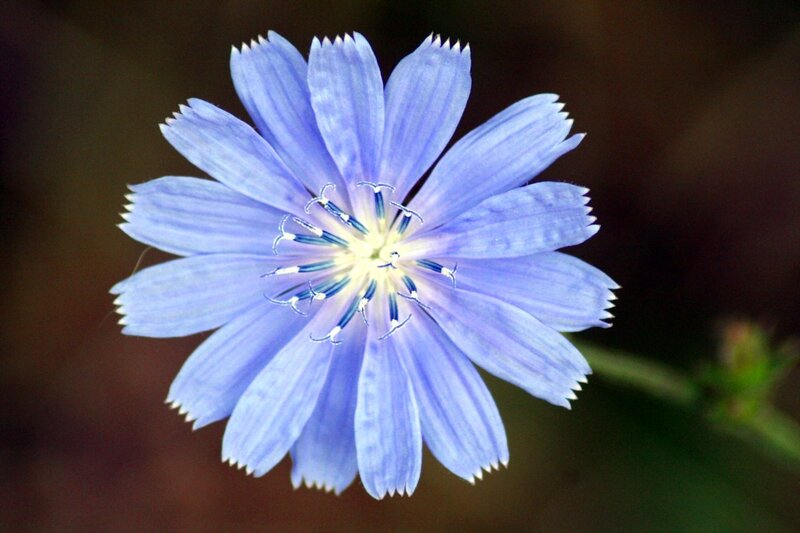 Blue Chicory Flower — Calm, Photograph