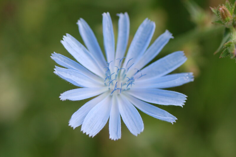Blue Chicory Flower — Calm, Spring