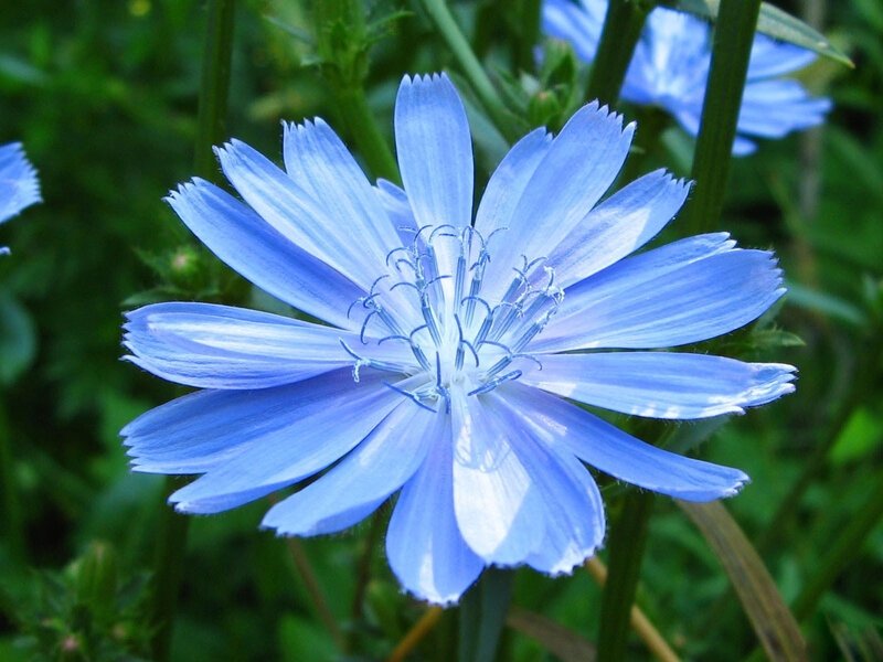 Blue Chicory Flower — Calm