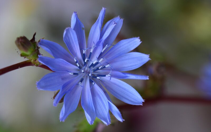 blue chicory flower close-up