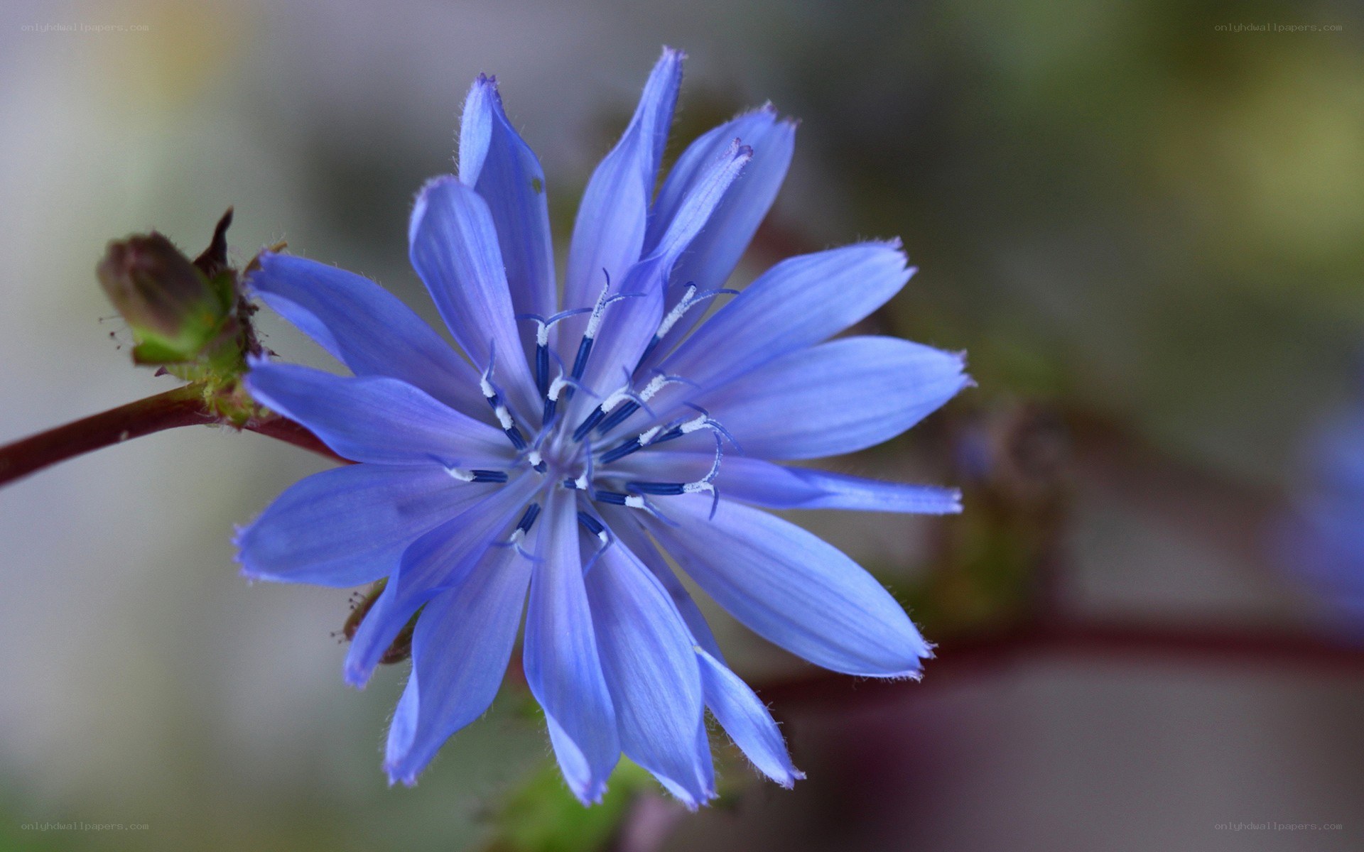blue chicory flower close-up