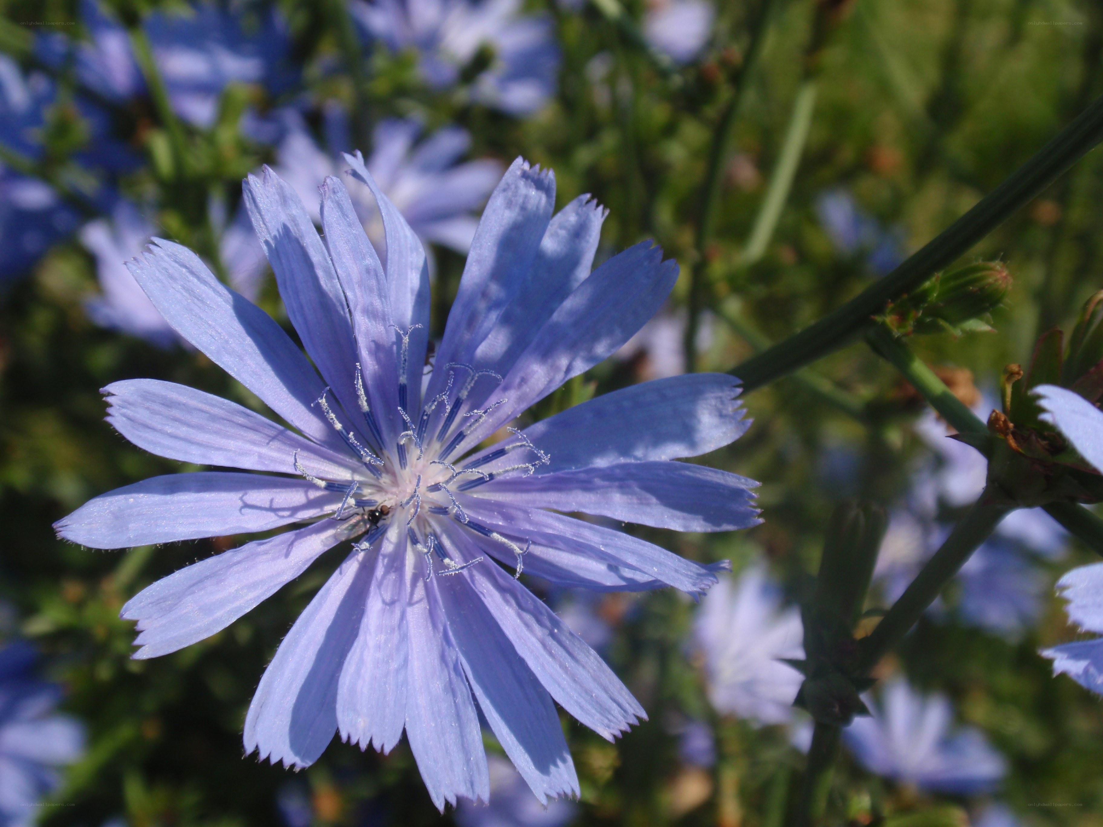 blue chicory flower in bloom
