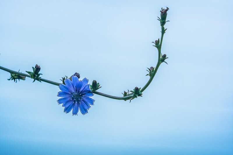 Blue Chicory Flower — Serene, Photograph