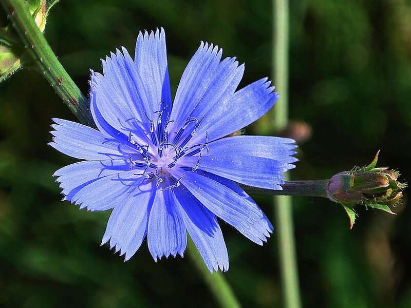 Blue Chicory Flower — Serene