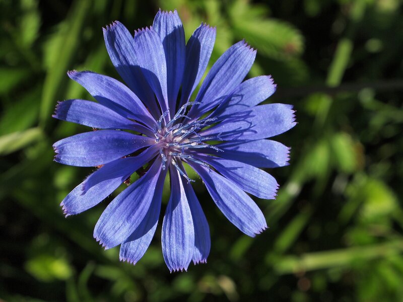 blue chicory flower