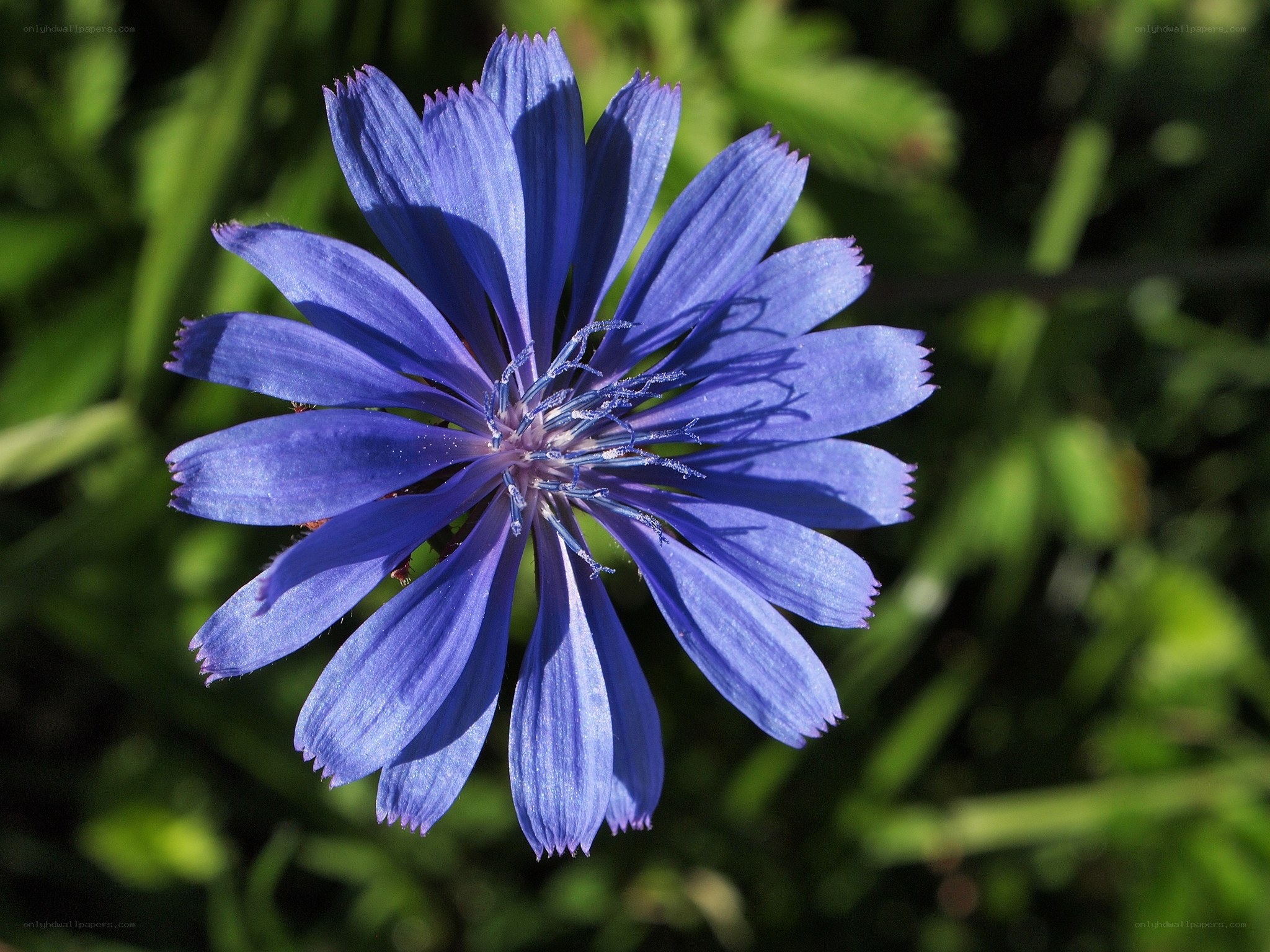 blue chicory flower