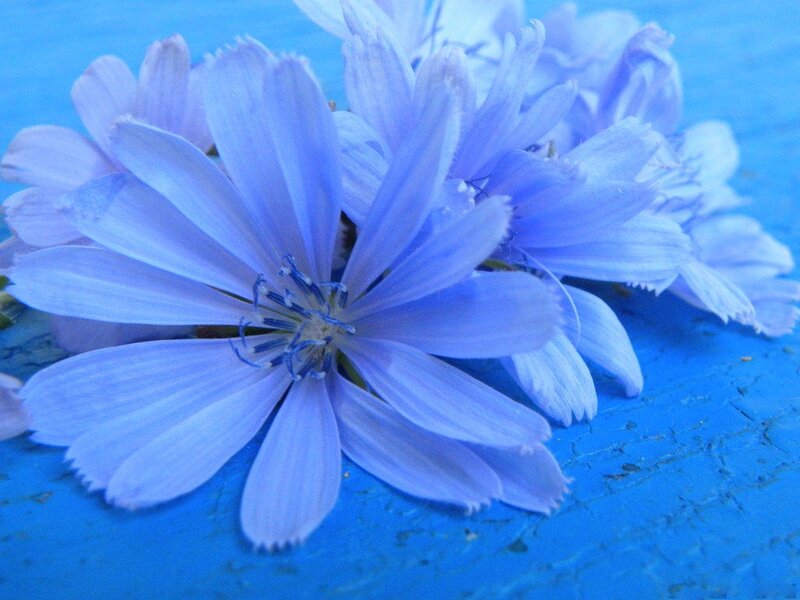 Blue Chicory Flowers — Calm