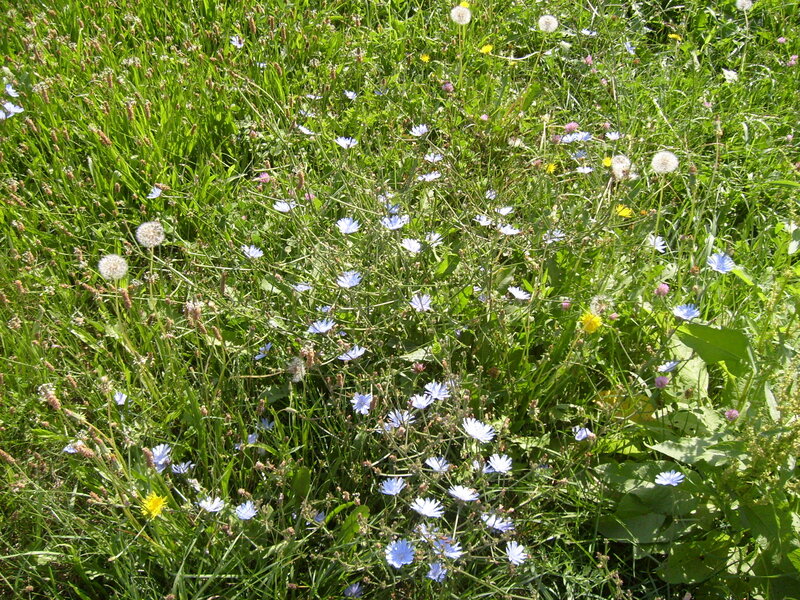 Blue Chicory Flowers — Green