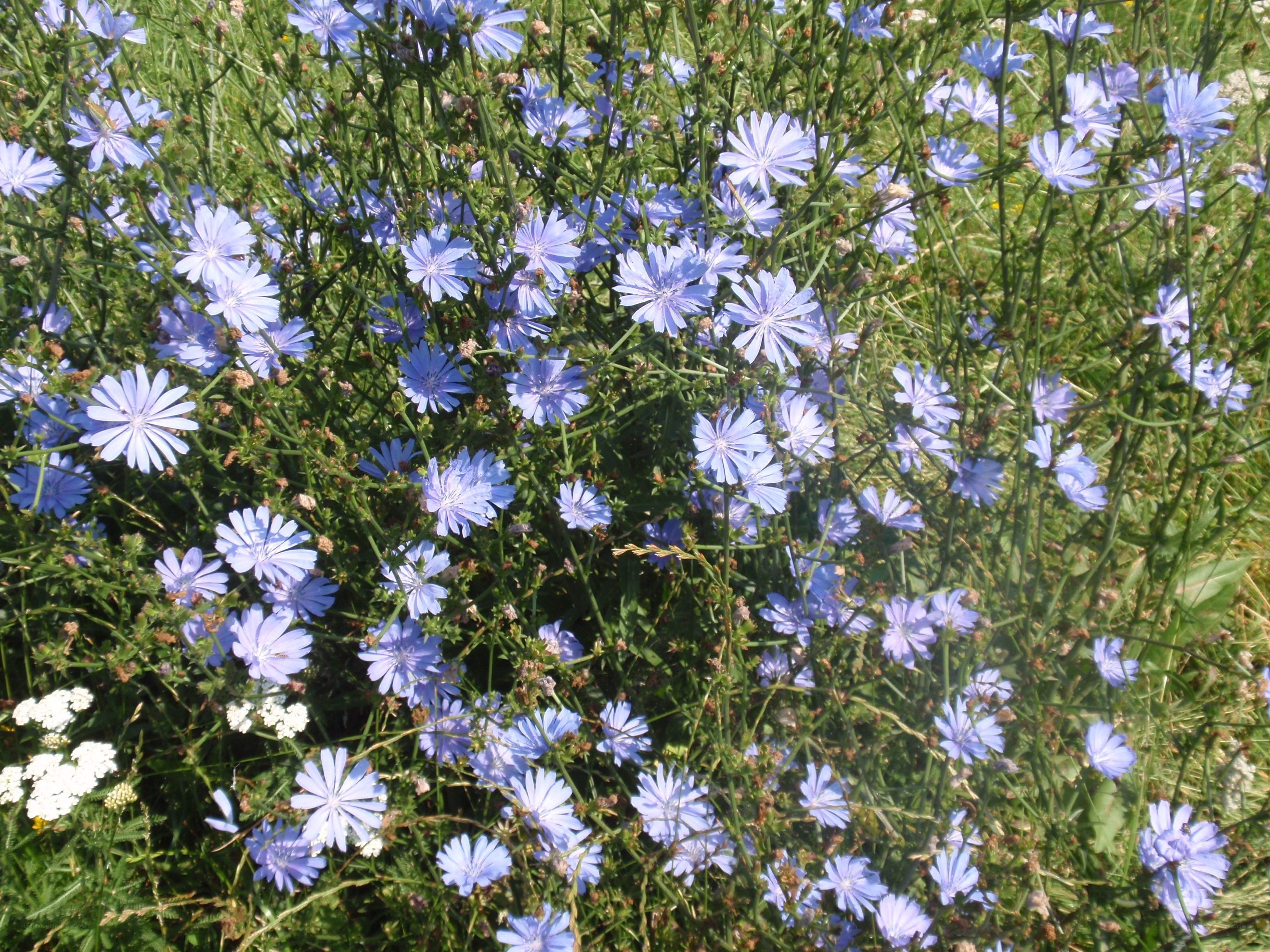 blue chicory flowers in a field