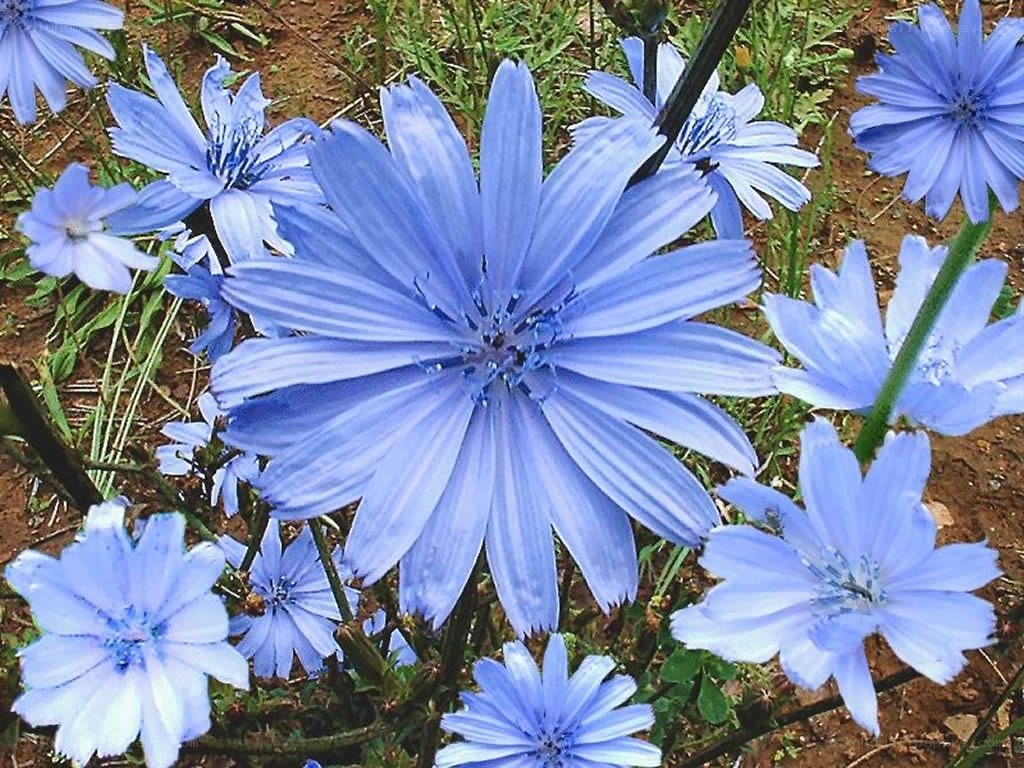 blue chicory flowers in bloom