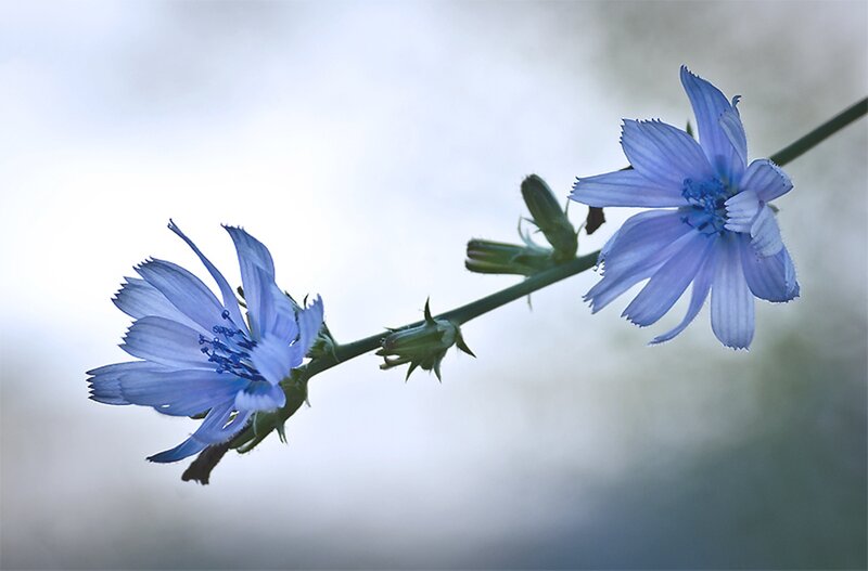 Blue Chicory Flowers — Serene