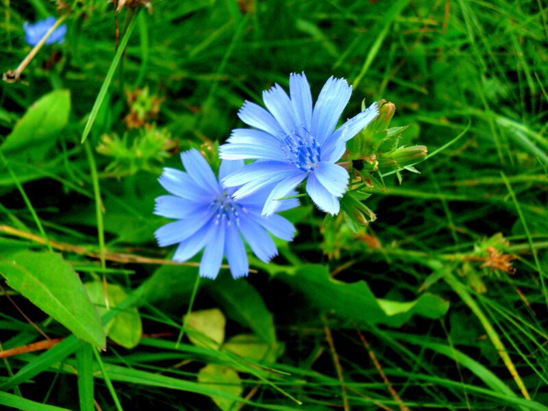Blue Chicory Flowers