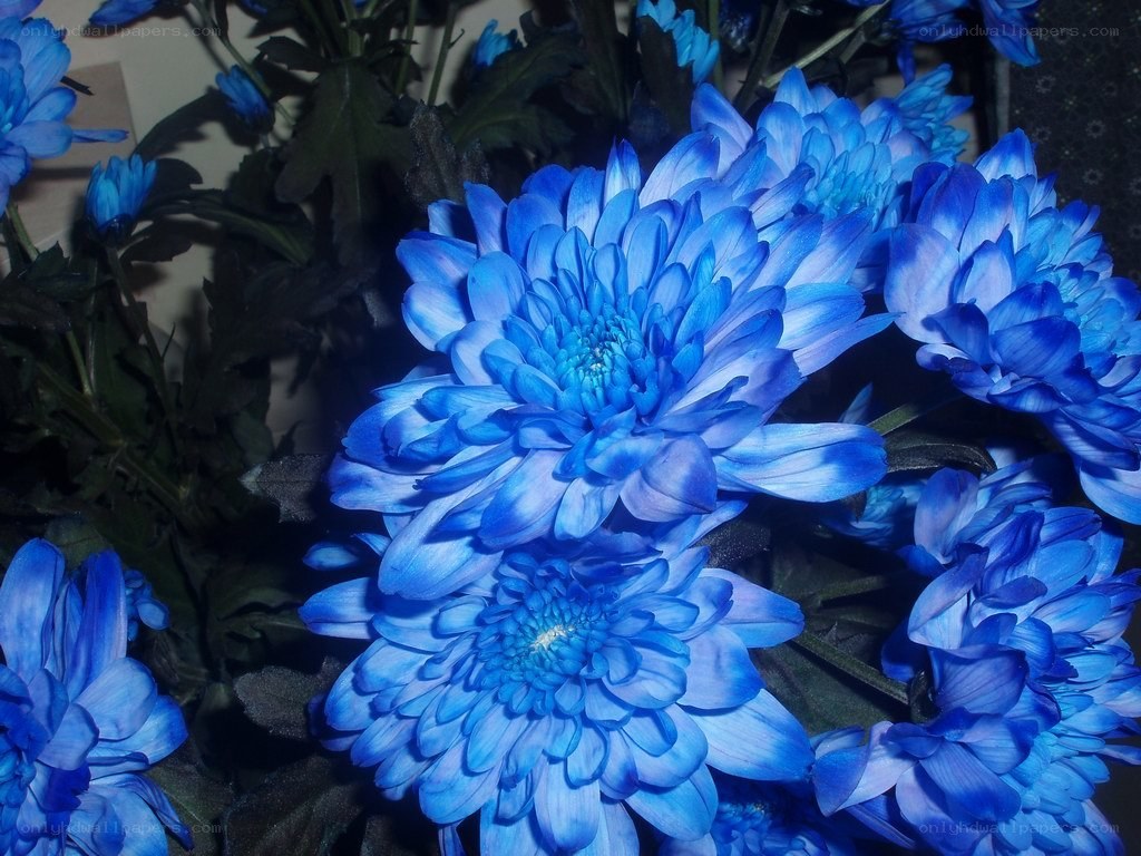 Blue chrysanthemum bouquet