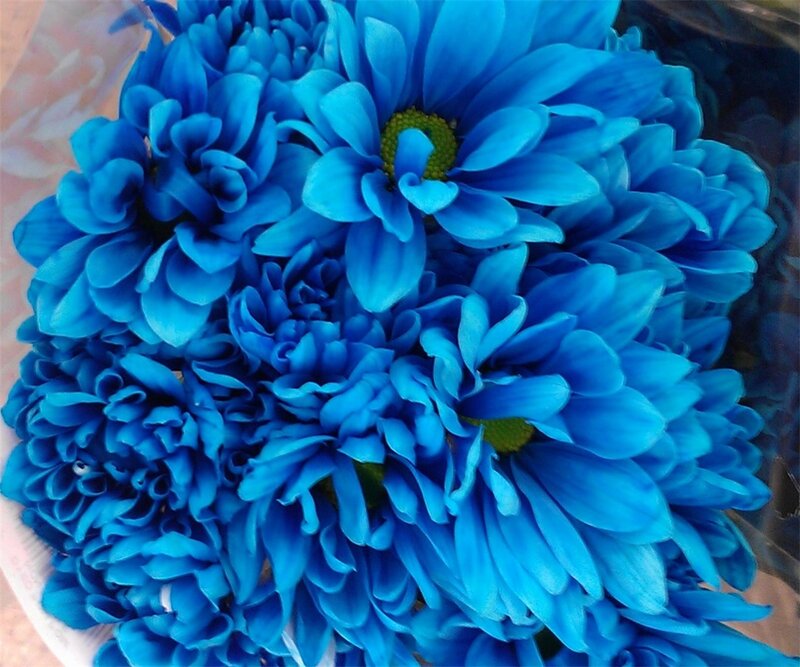 Blue Chrysanthemum Bouquet — Calm, Photograph