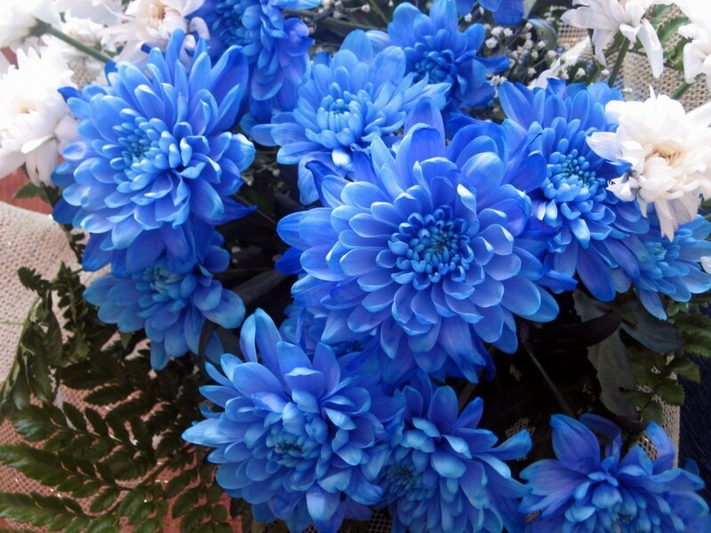 Blue Chrysanthemum Bouquet — Calm