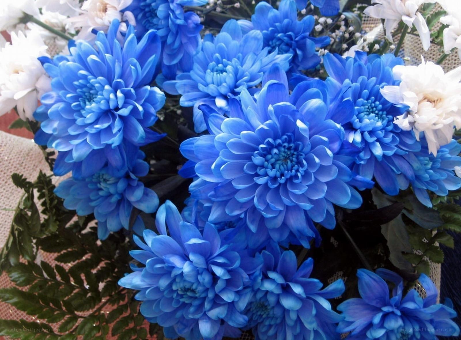Blue chrysanthemum bouquet
