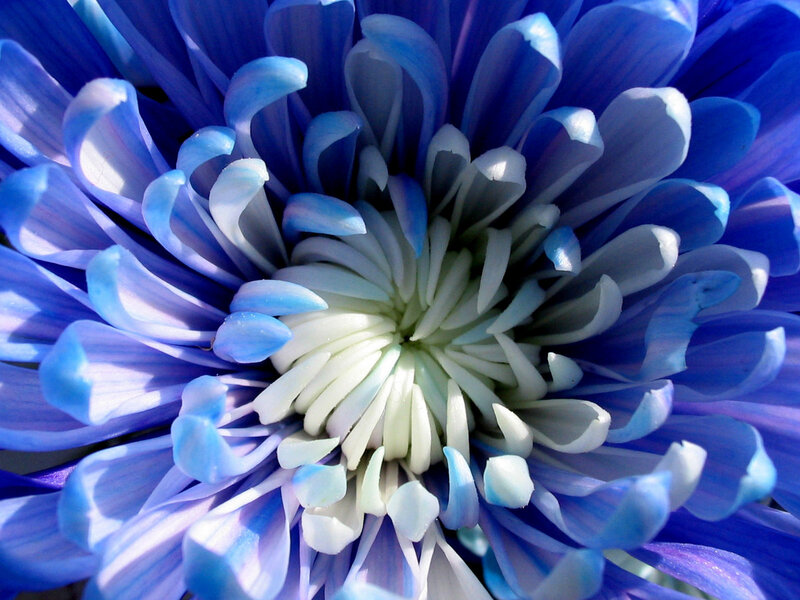 Blue Chrysanthemum Flower — Calm, Photograph, Petals