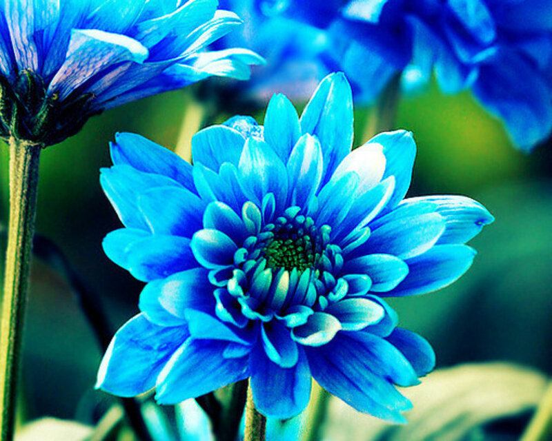 Blue Chrysanthemum Flower — Calm, Photograph, Stem, Greenery
