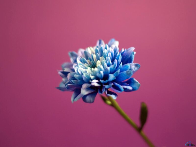 Blue Chrysanthemum Flower — Calm, Photograph, Stem
