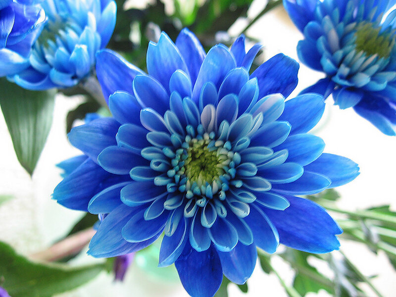 Blue Chrysanthemum Flower — Calm, Photograph