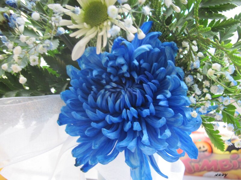 Blue Chrysanthemum Flower — Calm, Photograph, White Daisy