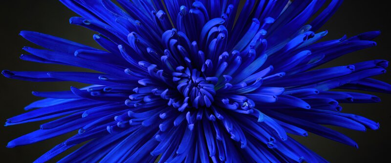 Blue Chrysanthemum Flower — Dramatic, Photograph