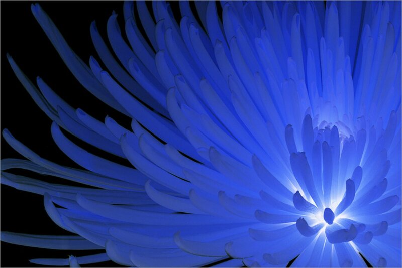 Blue Chrysanthemum Flower — Dramatic