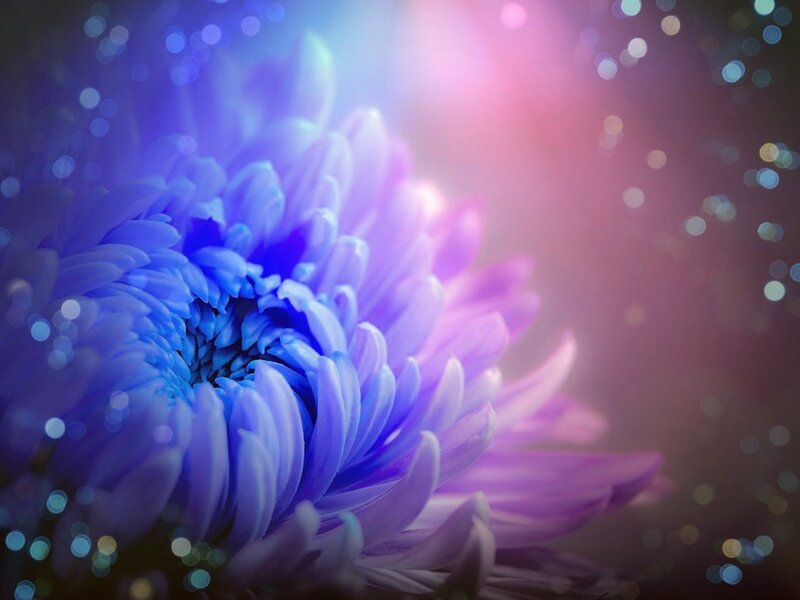 Blue Chrysanthemum Flower — Dreamy